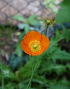 Papaver nudicaule - Fleur