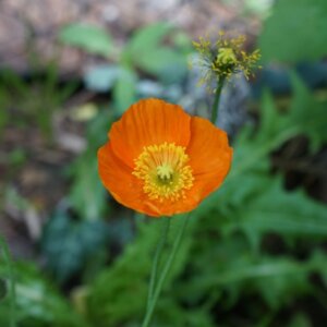 Papaver nudicaule - Fleur