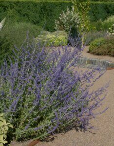 Perovskia atriplicifolia Blue Spire - Vue d'ensemble