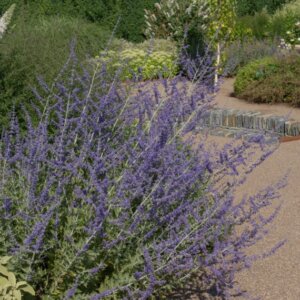 Perovskia atriplicifolia Blue Spire - Vue d'ensemble