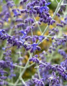 Perovskia atriplicifolia Blue Spire - Fleurs
