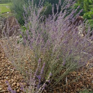 Perovskia atriplicifolia Little Spire - Sauge d'Afghanistan compacte