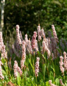 Persicaria affinis Donald Lowndes - Fleurs
