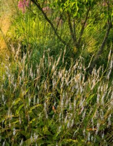 Persicaria amplexicaulis Alba - Vue d'ensemble