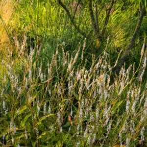 Persicaria amplexicaulis Alba - Vue d'ensemble