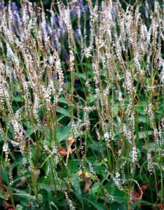 Persicaria amplexicaulis Alba - Vue d'ensemble