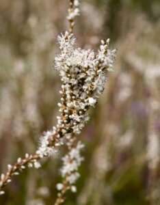 Persicaria amplexicaulis Alba - Fleur