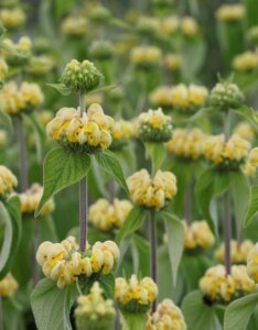 Phlomis russeliana - Fleurs