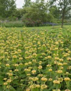 Phlomis russeliana - Vue d'ensemble