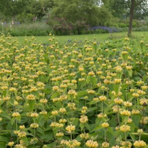 Phlomis russeliana - Vue d'ensemble