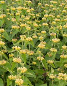 Phlomis russeliana - Fleurs