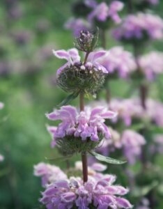 Phlomis tuberosa - Fleur