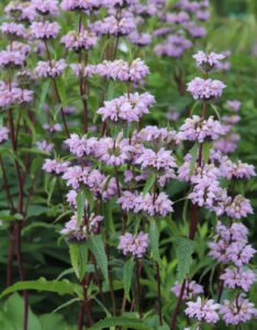 Phlomis tuberosa - Fleurs