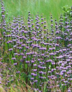 Phlomis tuberosa - Vue d'ensemble