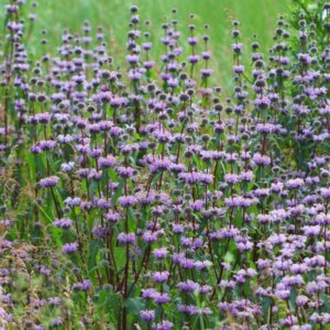 Phlomis tuberosa - Vue d'ensemble