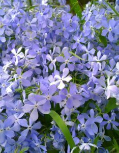 Phlox subulata Cushion Blue - Fleurs