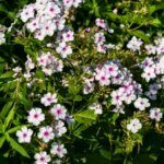 Phlox paniculata White Admiral - vue d'ensemble