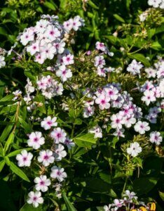 Phlox paniculata White Admiral - vue d'ensemble