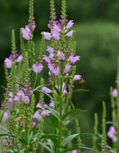 Physostegia virginiana - fleurs
