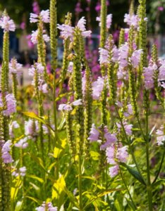 Physostegia virginiana - fleurs