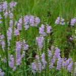 Physostegia virginiana - vue d'ensemble