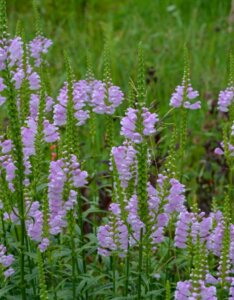 Physostegia virginiana - vue d'ensemble