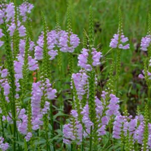Physostegia virginiana - vue d'ensemble