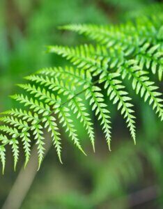 Polystichum polyblepharum - feuillage