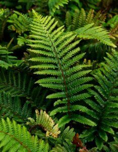 Polystichum polyblepharum - feuillage