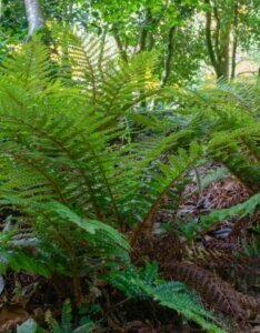 Polystichum polyblepharum - vue d'ensemble
