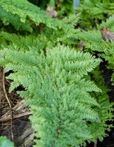 Polystichum setiferum - feuillage