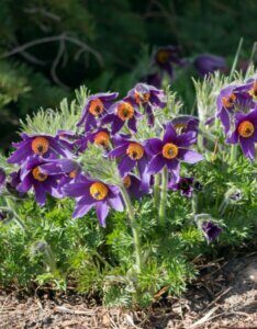 Pulsatilla vulgaris - vue d'ensemble