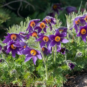 Pulsatilla vulgaris - vue d'ensemble