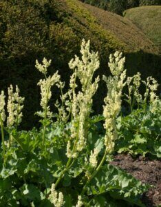 Rheum officinale - vue d'ensemble
