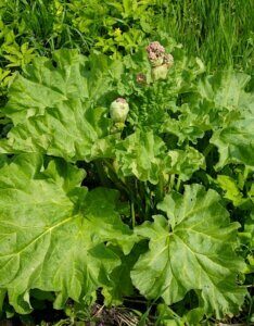 Rheum officinale - vue d'ensemble