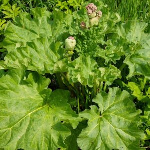 Rheum officinale - vue d'ensemble