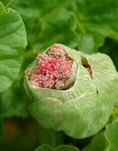 Rheum officinale - fleurs