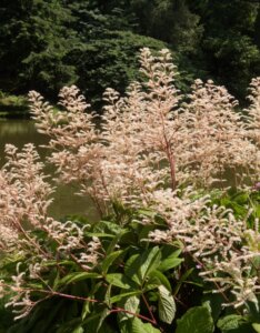 Rodgersia aesculifolia - vue d'ensemble