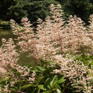 Rodgersia aesculifolia - vue d'ensemble