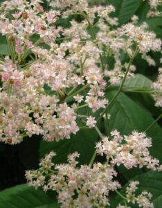 Rodgersia aesculifolia - fleurs