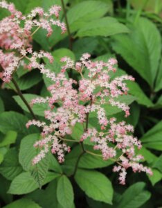 Rodgersia aesculifolia - fleurs