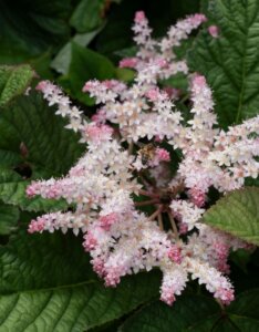 Rodgersia pinnata - fleurs