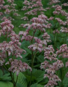 Rodgersia pinnata - vue d'ensemble