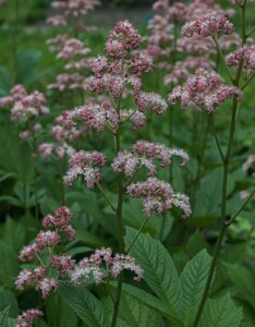 Rodgersia pinnata - vue d'ensemble