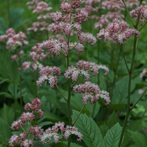 Rodgersia pinnata - vue d'ensemble