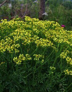 Ruta graveolens - vue d'ensemble