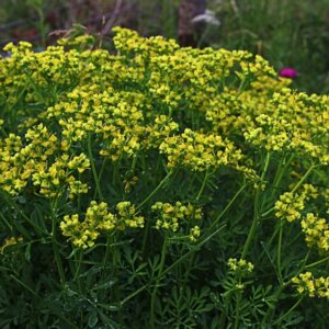 Ruta graveolens - vue d'ensemble