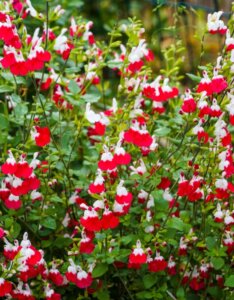 Salvia microphylla Hot Lips - fleurs