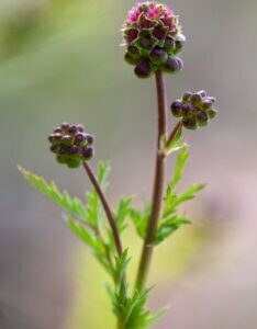 Sanguisorba minor - fleur