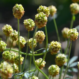 Sanguisorba minor - fleurs